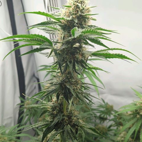 Gorilla Zkittlez #1 growlog timeline photo