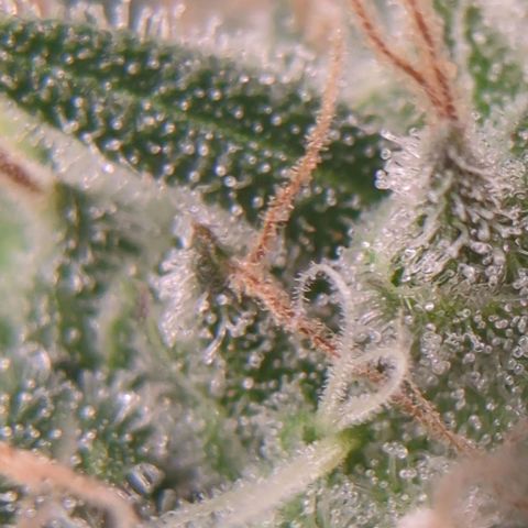 Gorilla Zkittlez #1 growlog timeline photo