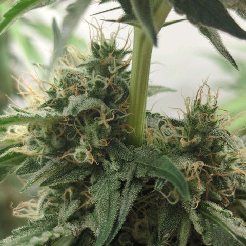 Gorilla Zkittlez #1 growlog timeline photo