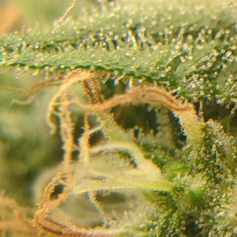 Gorilla Zkittlez #1 growlog timeline photo