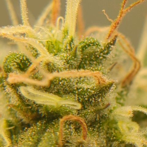 Gorilla Zkittlez #1 growlog timeline photo
