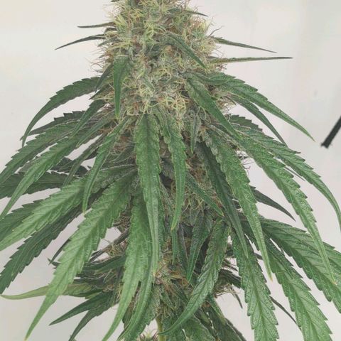 Gorilla Zkittlez #2 growlog timeline photo