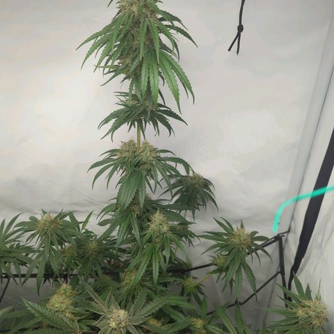 Gorilla Zkittlez #2 growlog timeline photo