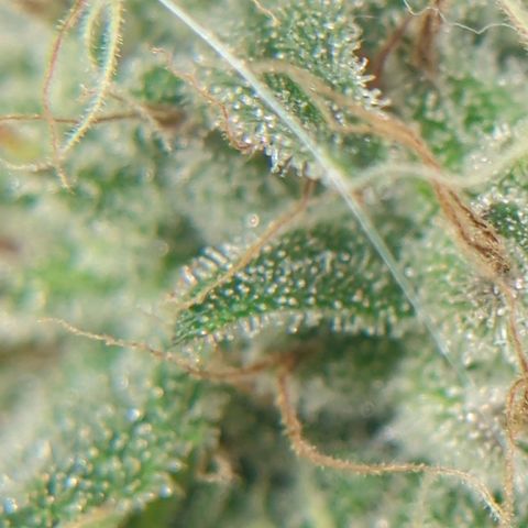 Gorilla Zkittlez #2 growlog timeline photo
