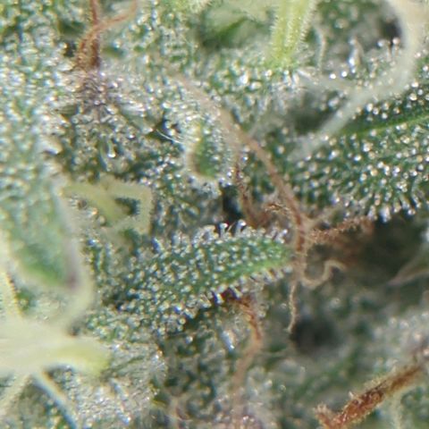 Gorilla Zkittlez #2 growlog timeline photo