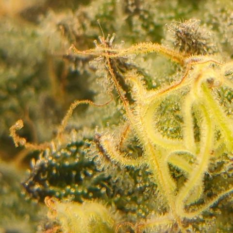 Original Oreoz #2 growlog timeline photo