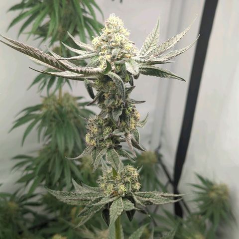 Original Oreoz #2 growlog timeline photo