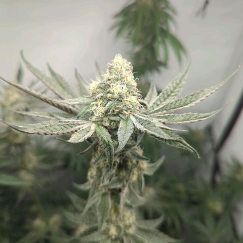 Original Oreoz #2 growlog timeline photo