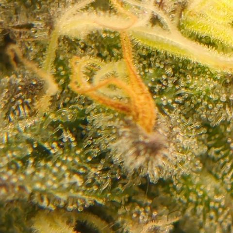 Original Oreoz #2 growlog timeline photo