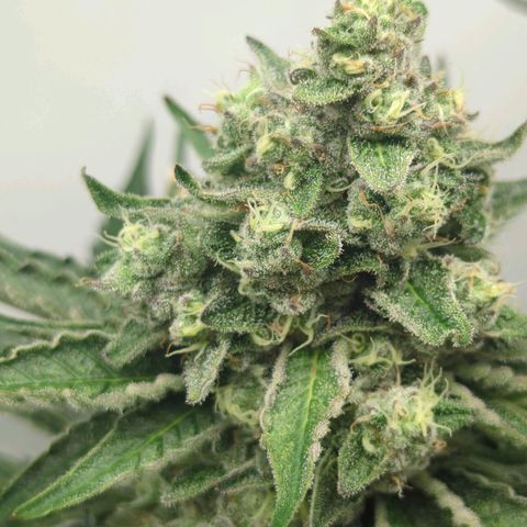 White Truffle #1 growlog timeline photo