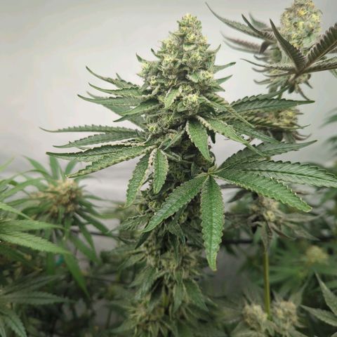 White Truffle #1 growlog timeline photo