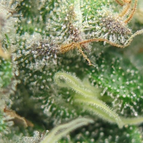 White Truffle #1 growlog timeline photo