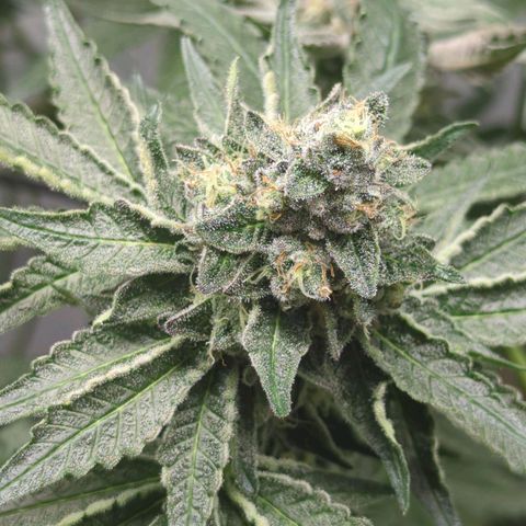 White Truffle #1 growlog timeline photo