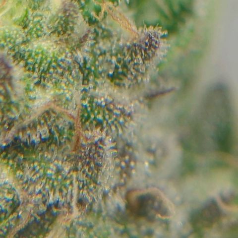 White Truffle #1 growlog timeline photo