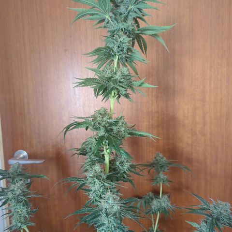 Gorilla Zkittlez #1 growlog timeline photo