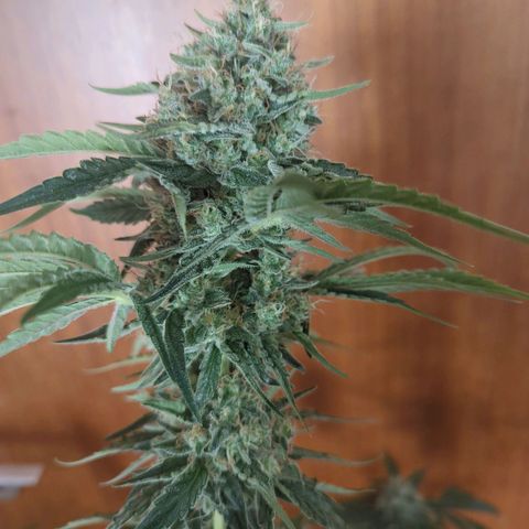 Gorilla Zkittlez #1 growlog timeline photo