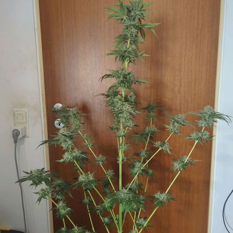 Gorilla Zkittlez #1 growlog timeline photo