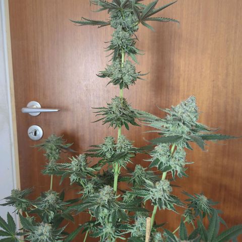 White Truffle #1 growlog timeline photo
