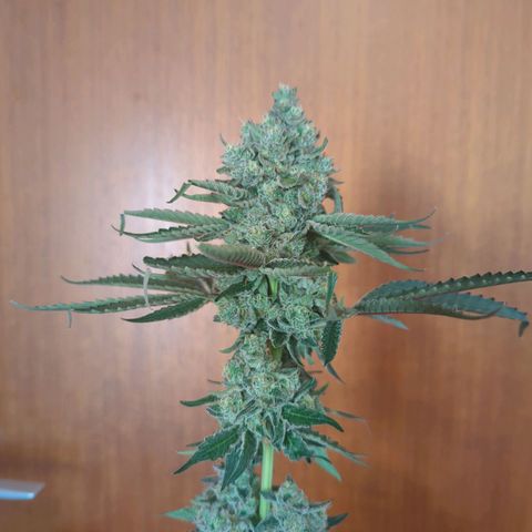White Truffle #1 growlog timeline photo