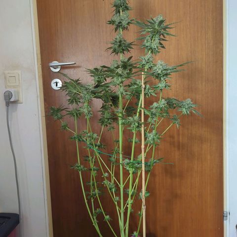 White Truffle #1 growlog timeline photo