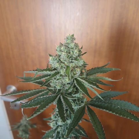 White Truffle #1 growlog timeline photo