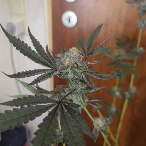 Original Oreoz #2 growlog timeline photo