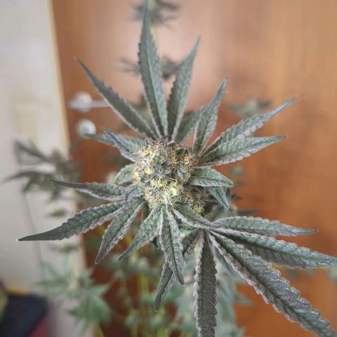 Original Oreoz #2 growlog timeline photo