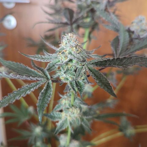 Original Oreoz #2 growlog timeline photo