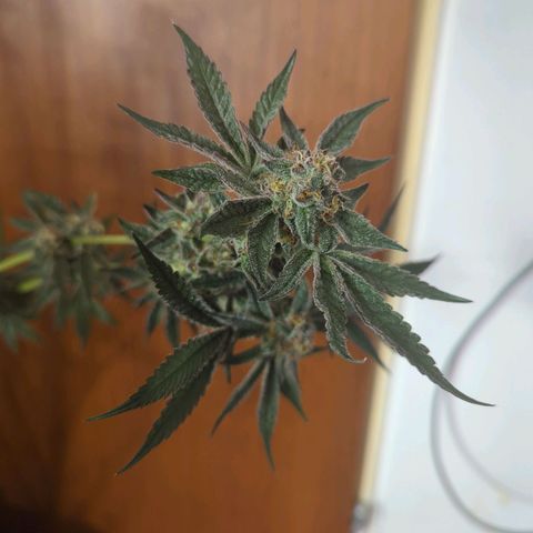 Original Oreoz #2 growlog timeline photo
