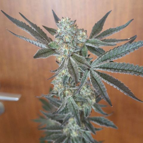 Original Oreoz #2 growlog timeline photo