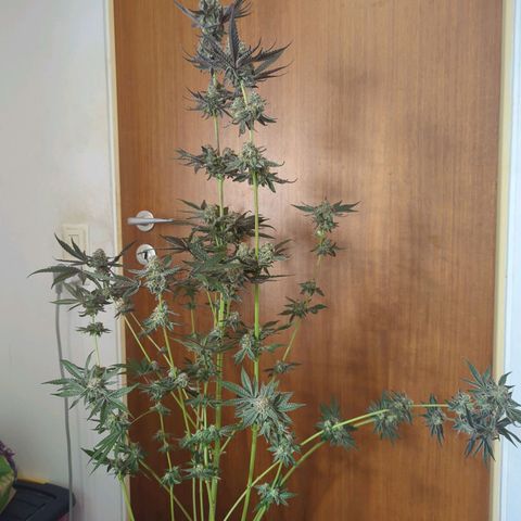 Original Oreoz #2 growlog timeline photo