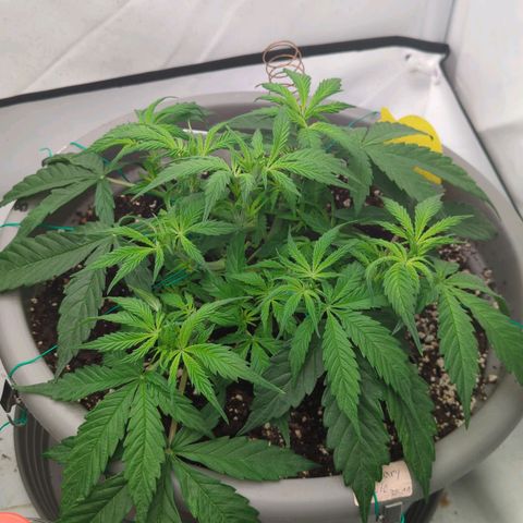 Auto Yuhbary growlog timeline photo