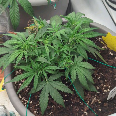 Fat Monkey Auto growlog timeline photo