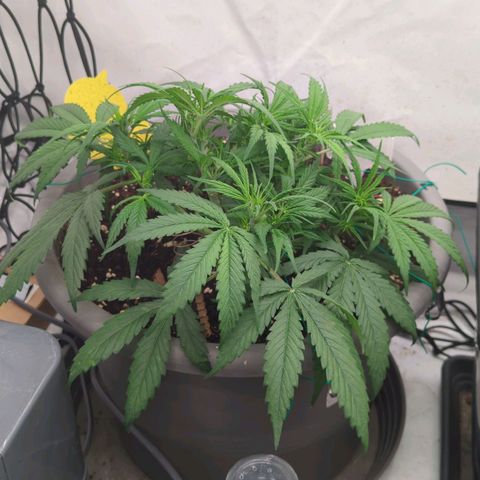 Frozen Face Auto  growlog timeline photo