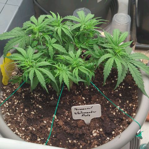 Permanent WhiteMarker Auto growlog timeline photo