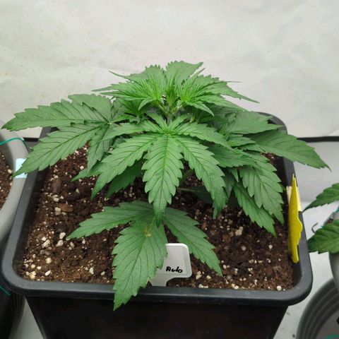 Auto Durban Poison growlog timeline photo