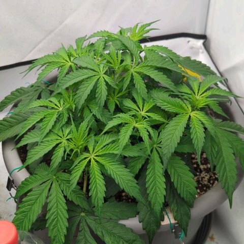 Auto Yuhbary growlog timeline photo