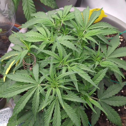 Fat Monkey Auto growlog timeline photo