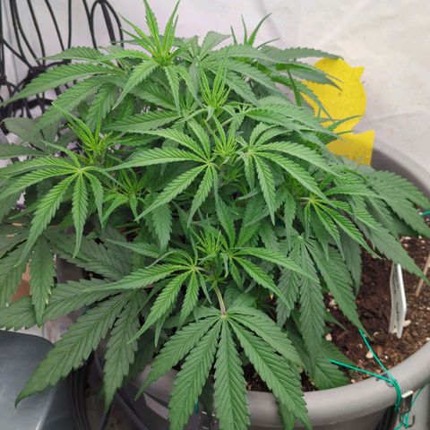 Frozen Face Auto  growlog timeline photo