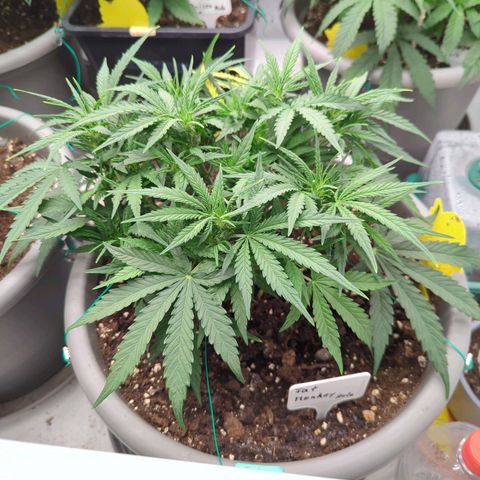 Fat Monkey Auto growlog timeline photo
