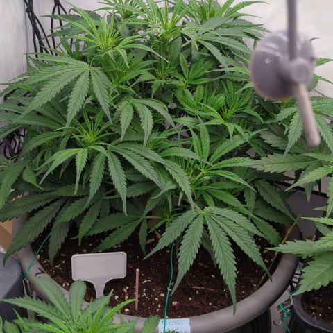 Frozen Face Auto  growlog timeline photo