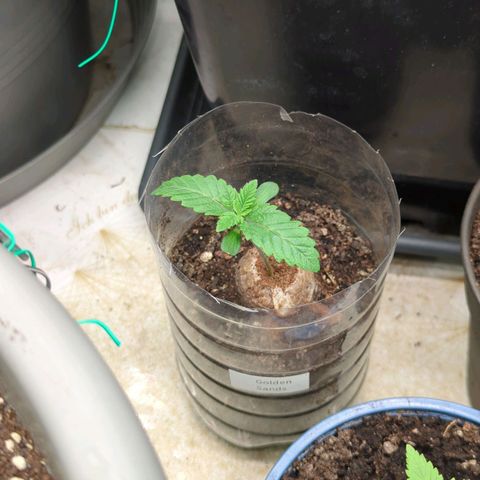 Golden Sands  growlog timeline photo