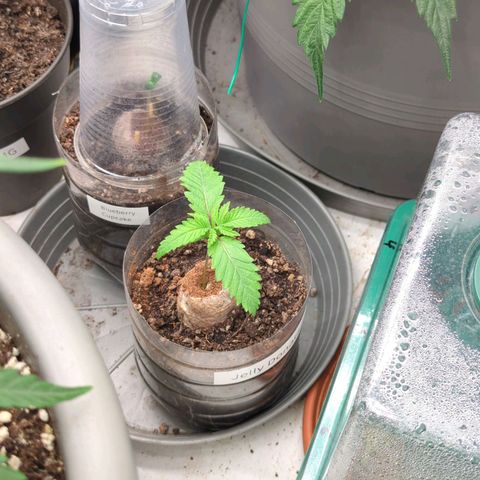 Jelly Donutz  growlog timeline photo