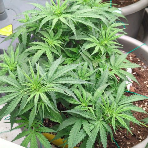 Permanent WhiteMarker Auto growlog timeline photo