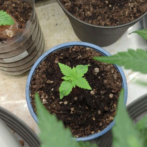 🍊 Creampop  growlog timeline photo
