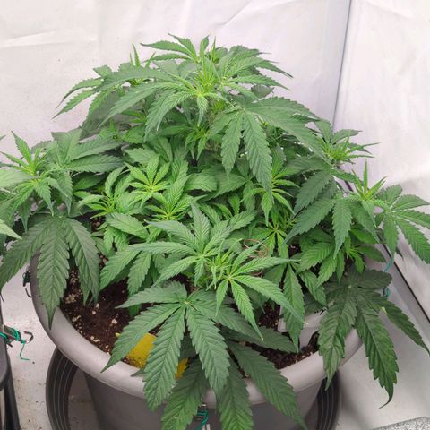 Auto Yuhbary growlog timeline photo