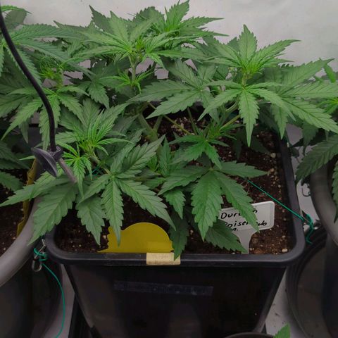 Auto Durban Poison growlog timeline photo