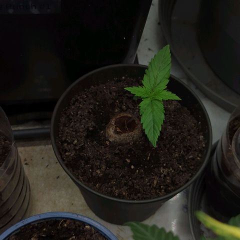 Amnesia Mac Ganja growlog timeline photo
