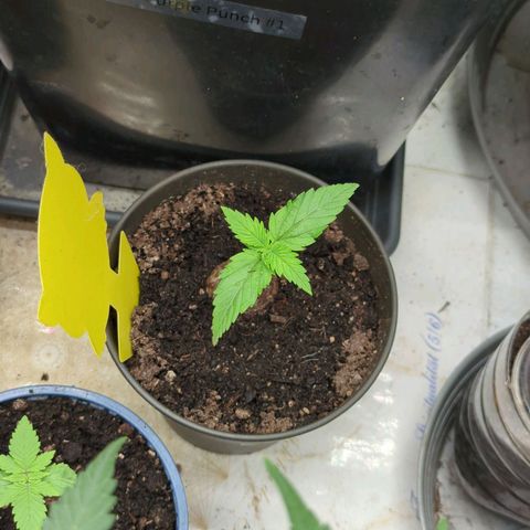 Amnesia Mac Ganja growlog timeline photo