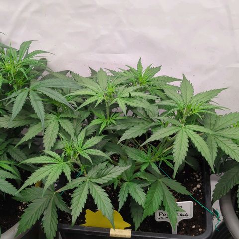 Auto Durban Poison growlog timeline photo